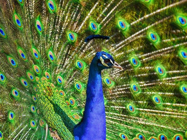 https://pixabay.com 