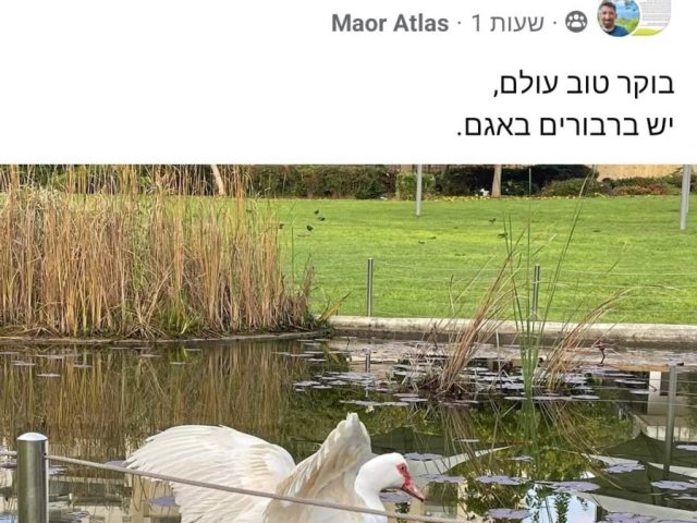 מי בא לבקר באגם האקולוגי בגינת ארגמן בנס ציונה צילום מאור אטלס