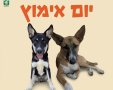 עיריית נס ציונה