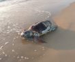 ביום שישי הקרוב: שחרור 3 צבים שעברו שיקום בחזרה לים