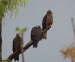 בזמן המלחמה: תשע דיות שחורות נדירות שהורעלו טופלו בבית החולים לחיות בספארי