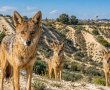 תנים בתוכנו: חיות הבר כבר לא מפחדות, והסכנה קיימת גם בנס ציונה