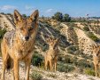 אילוסטרציה צ'אט גפט