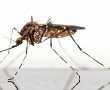 איך נפטרים מזבובים ברחשים יתושים ושאר פגעי הקיץ ללא הדברה. טיפים לחיים טובים. 