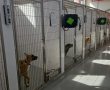 לראשונה בנס ציונה: כלבייה עירונית חדשה נפתחת  ה י ו ם  !