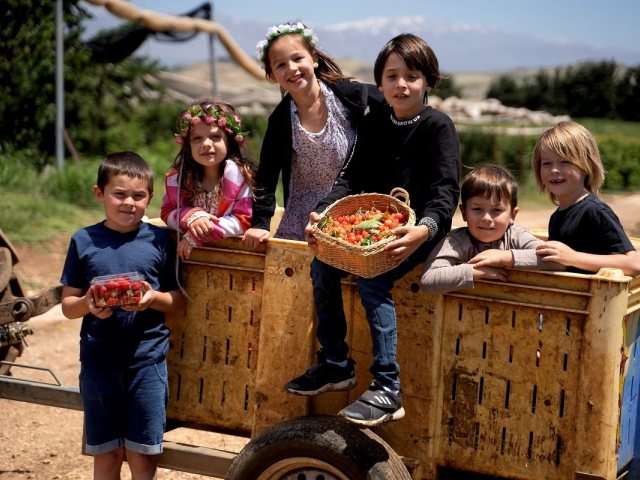 שבועות 2022 בצפון בוסתן בראשית קטיף דובדבנים ושלל אטרקציות במקום אחד. צילום תיירות עין זיוון 