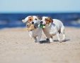 כלבים בים צילום יחצ 