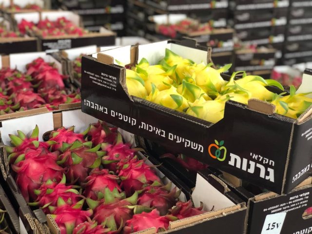 שיווק פיטאיה חקלאי גרנות צילום פיני לוי