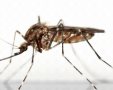 קדחת הנילוס המערבי:  נלכדו יתושות נגועות  בלוד וברמלה, בחבל יבנה ובמועצה אזורית ברנר