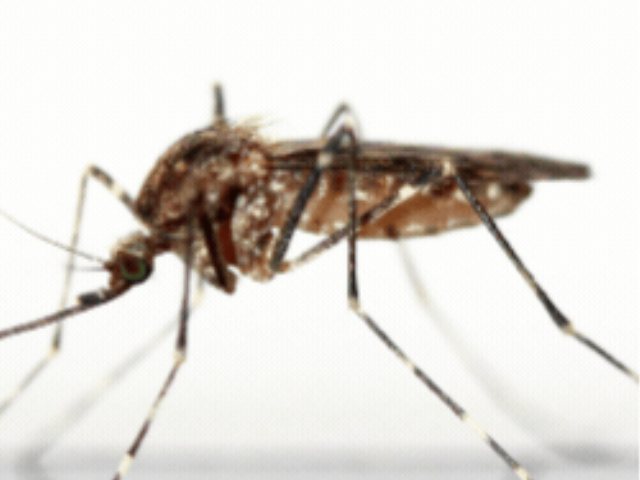 קדחת הנילוס המערבי:  נלכדו יתושות נגועות  בלוד וברמלה, בחבל יבנה ובמועצה אזורית ברנר