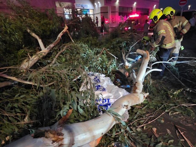 טרגדיה באסף הרופא: אדם נהרג מקריסת עץ כשיצא לקנות מים לאשתו היולדת  צילום: דוברות זק"א 