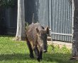 חזיר בר אותר בשטח מבנה ציבורי ב־יבנה 